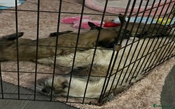 Lhasa Apso dogs for sale: Dogs  - Image 2