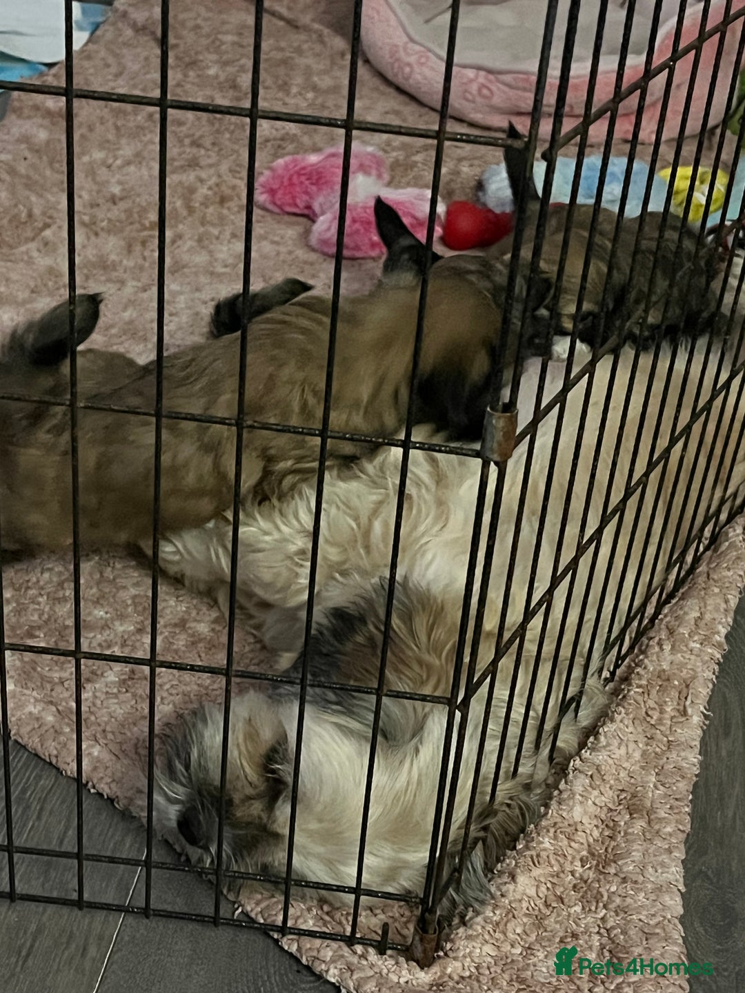 Lhasa Apso dogs for sale: Dogs  - Image 2