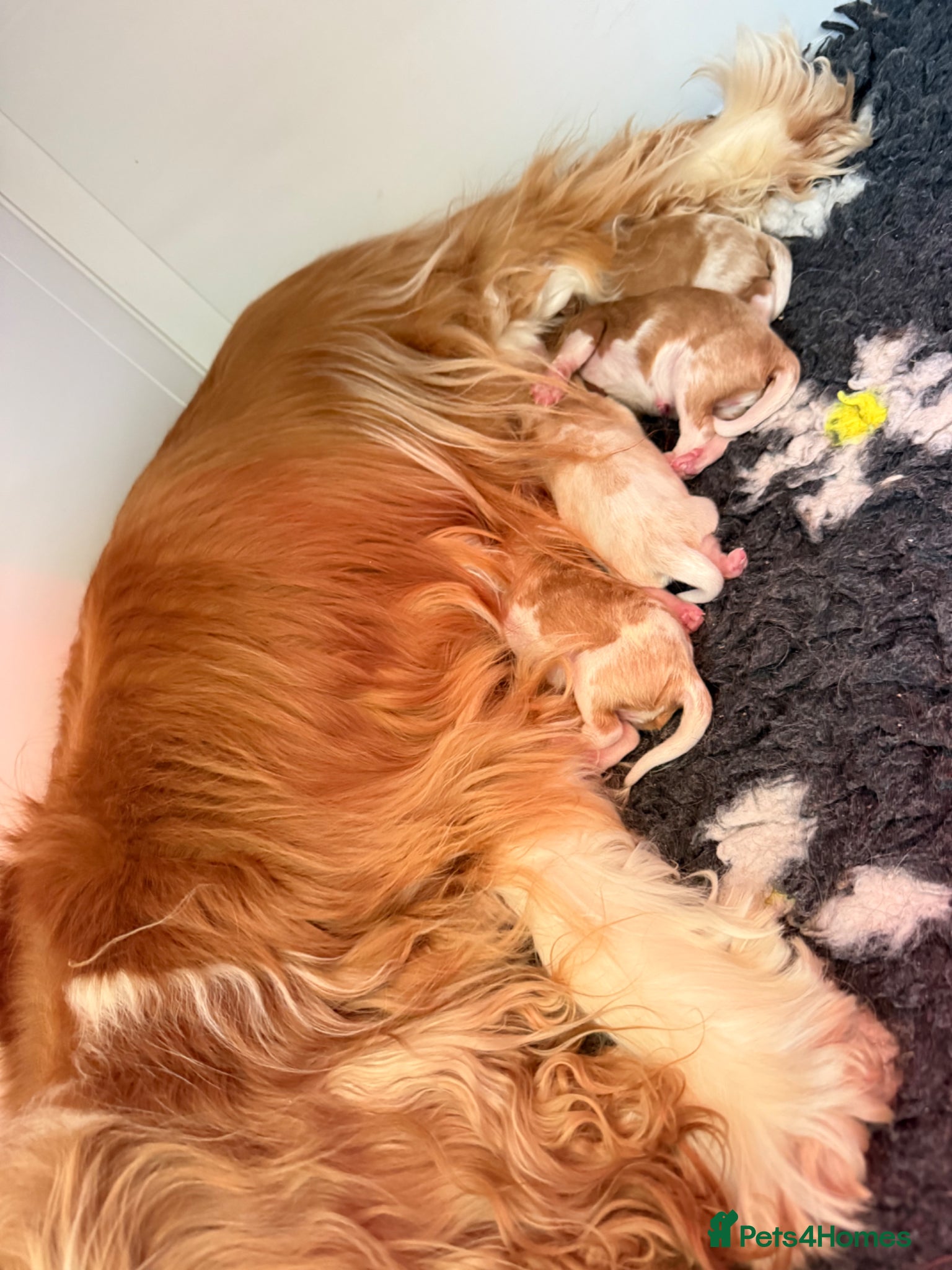 Cavalier King Charles Spaniel dogs Health tested Blenheim male puppy  - Advert 7