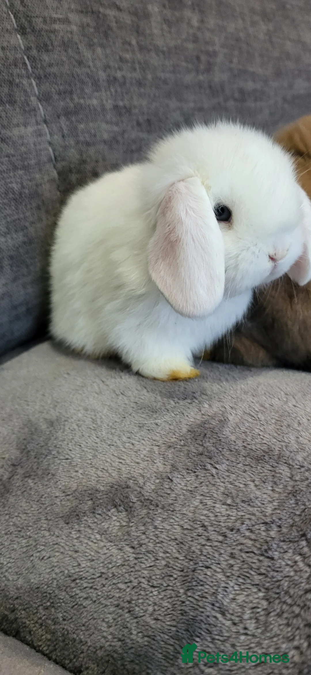 Mini Lop rabbits for sale: Beautiful Mini lop looking good a home  - Advert 2