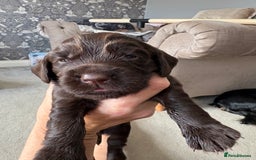 Cocker Spaniel dogs for sale: 3 Adorable kc reg cocker spaniel puppies  - Image 8