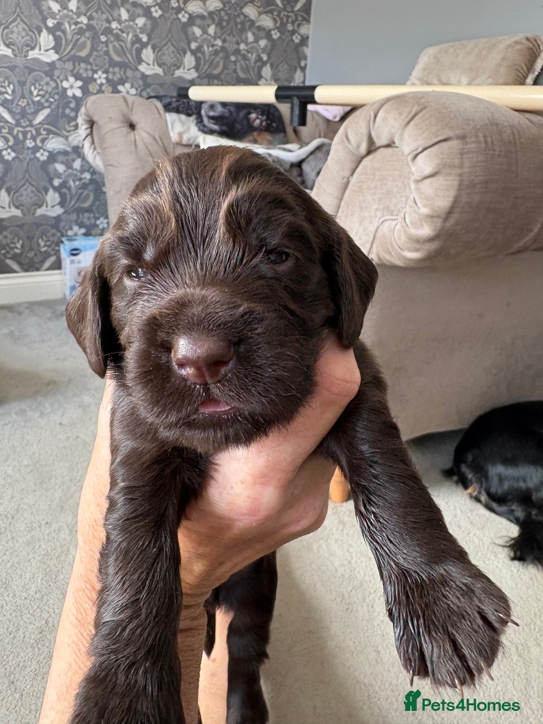 Cocker Spaniel dogs for sale: 3 Adorable kc reg cocker spaniel puppies  - Image 8