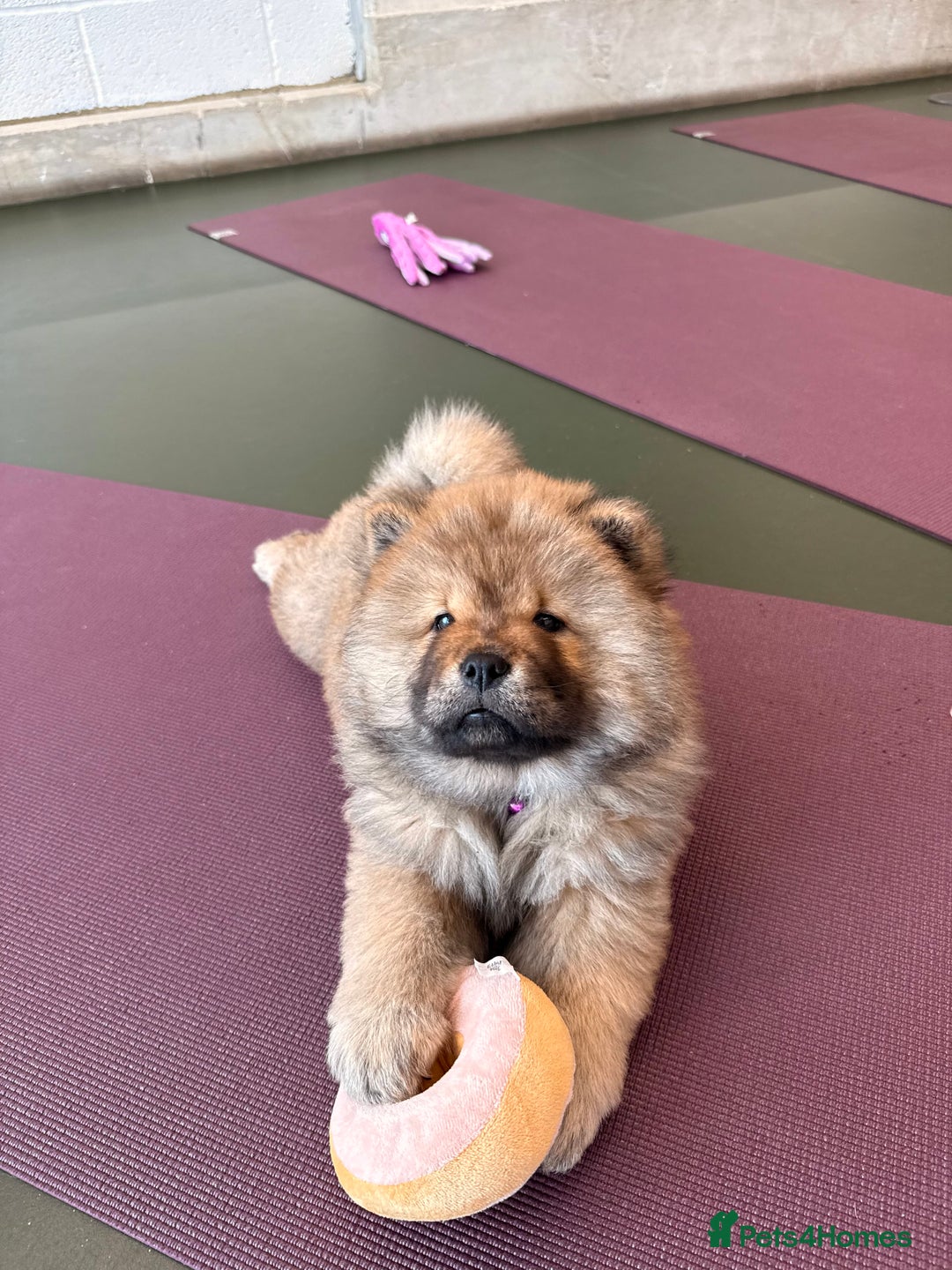 Chow Chow dogs for sale: Chow Puppies looking for new home - Image 28