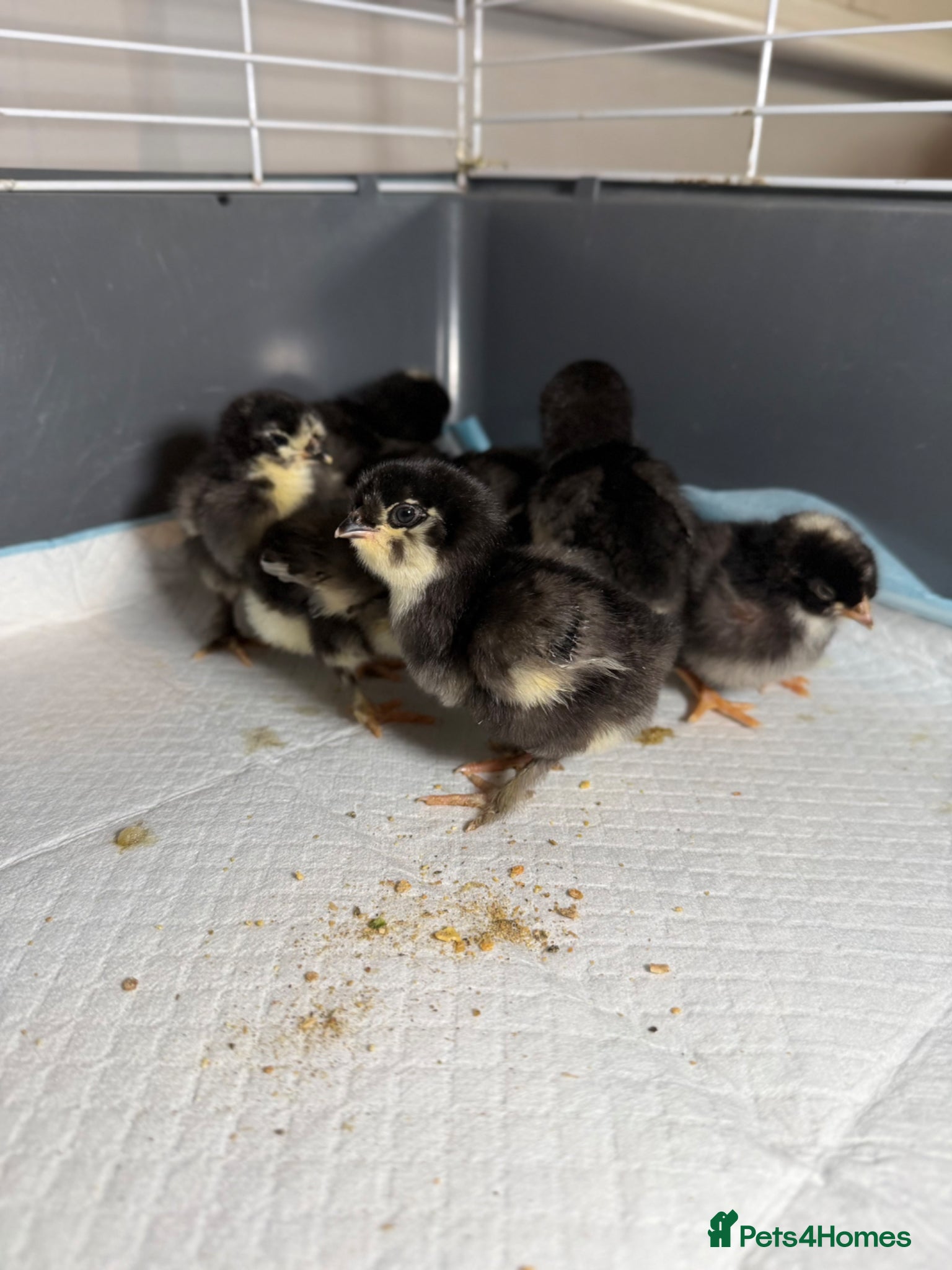 Chickens poultry Olive Egger Chicks  - Advert 1