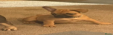 French Bulldog 1