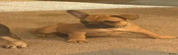 French Bulldog dogs for sale: 1 super French bulldog  - Advert 7