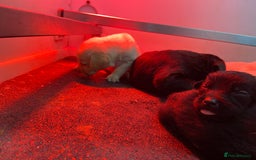 Labrador Retriever dogs for sale: Labrador pups  - Image 12
