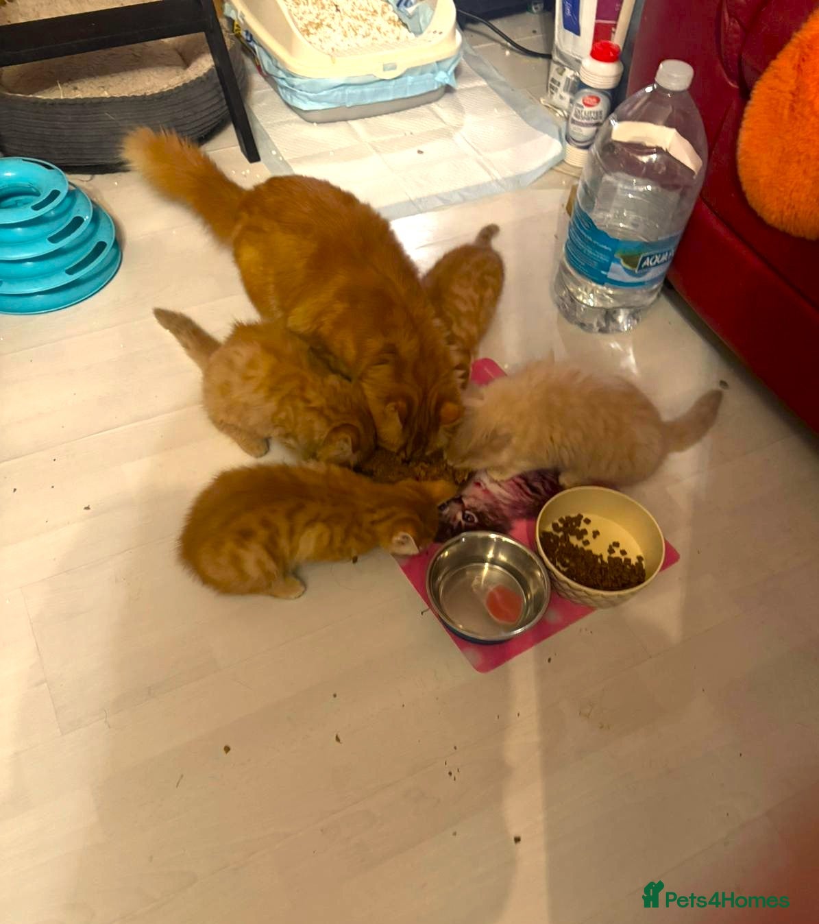 Mixed Breed cats Gorgeous Gingers– Vaccinated + 4 Weeks Insurance - Advert 2