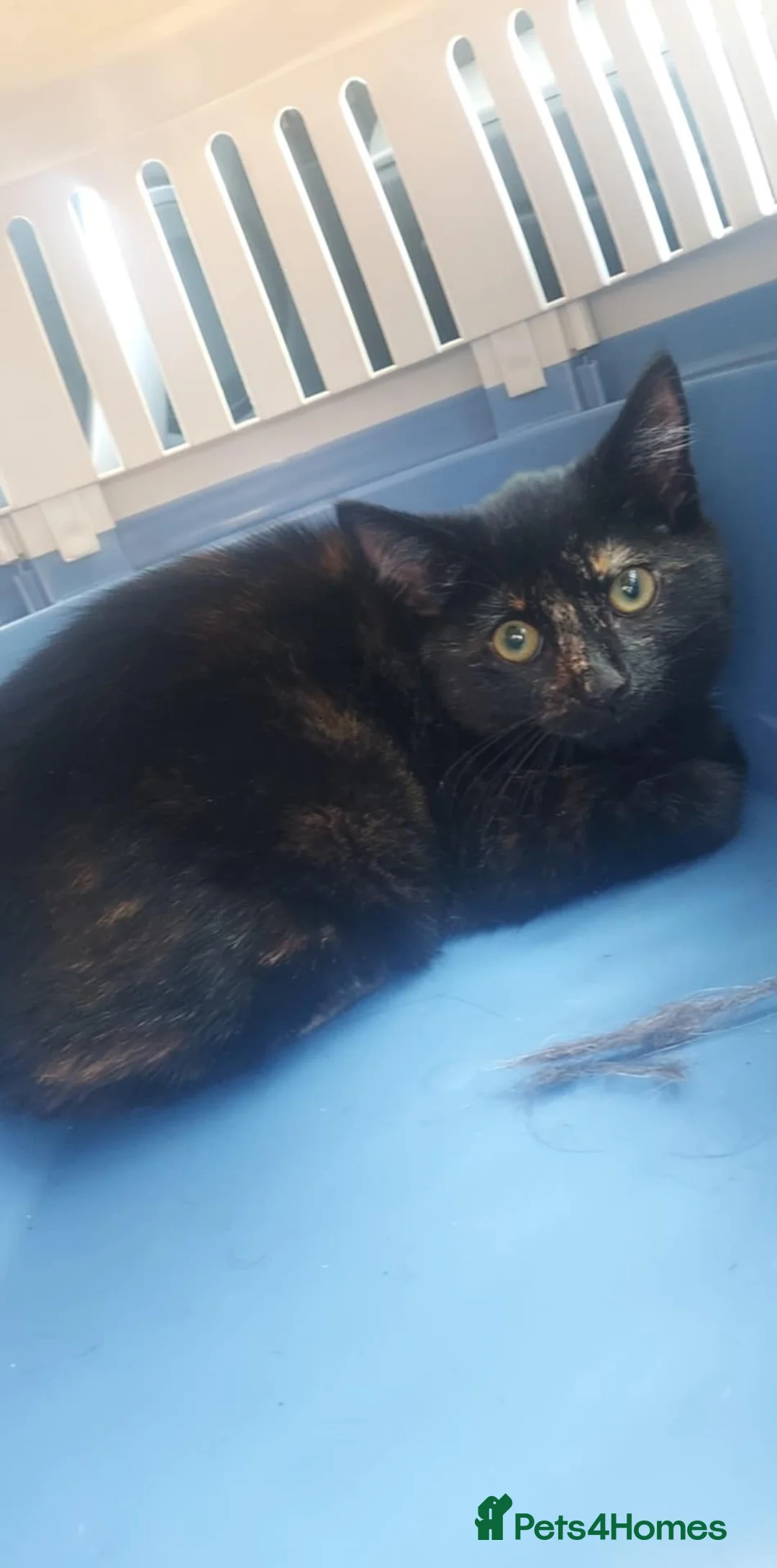 Mixed Breed cats for sale: 6 month kitten for rehoming  - Advert 5