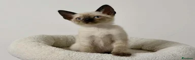 Cornish Rex 3