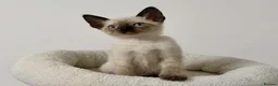 Cornish Rex cats for sale: 🐾 Beautiful Kittens Ready for Reservation 🐾 - Advert 7