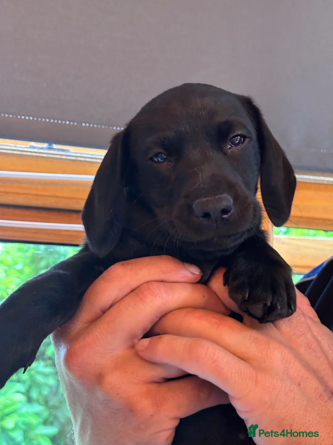 Mixed Breed dogs for sale: Dachsador in Wellington - Advert 1