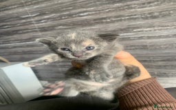 Mixed Breed cats for sale: 5 beautiful mixed British short hair  ✨ - Image 9
