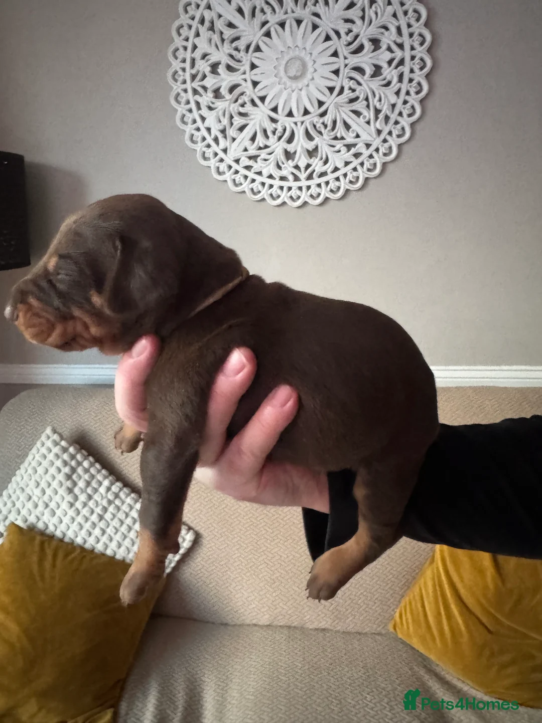 Dobermann dogs for sale: Beautiful Doberman puppies  - Advert 22