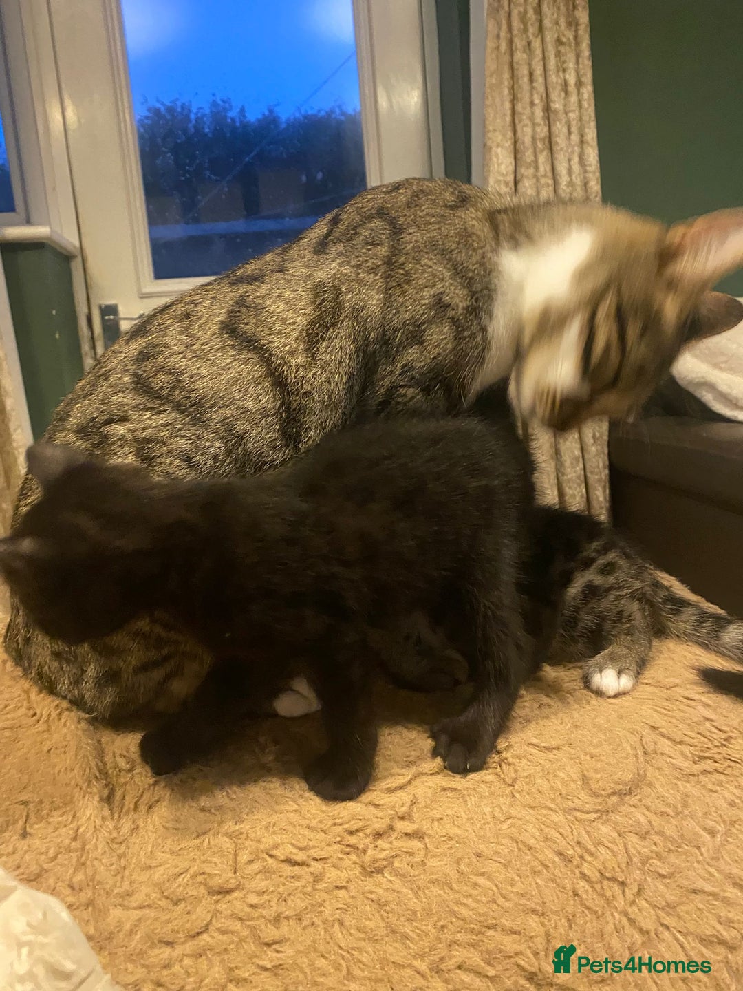 Bengal cats for sale: Bengal x - Image 12