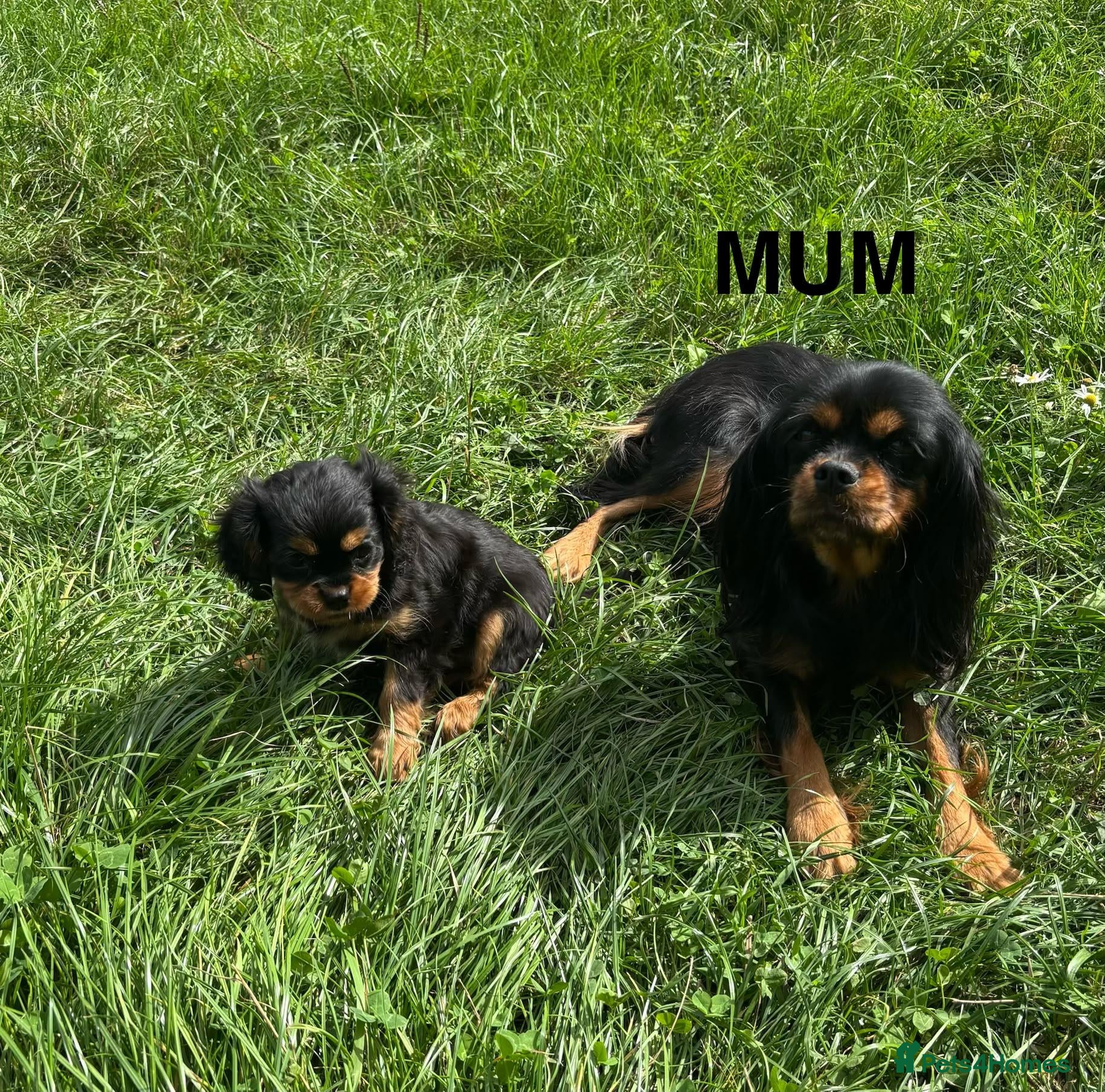 Cavalier King Charles Spaniel dogs Beautiful Cavalier King Charles Spaniel Puppies  - Advert 1