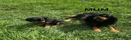 Cavalier King Charles Spaniel dogs for sale: Beautiful Cavalier King Charles Spaniel Puppies  - Advert 1
