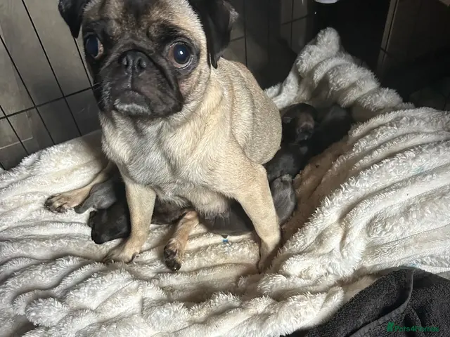 Mixed Breed dogs for sale: One boy remaining pug crossed dachshund - Advert 2