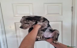 American Bully dogs for sale: David  - Image 22