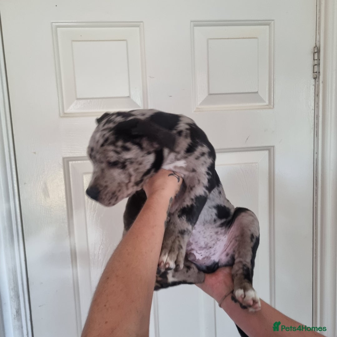 American Bully dogs for sale: David  - Image 22
