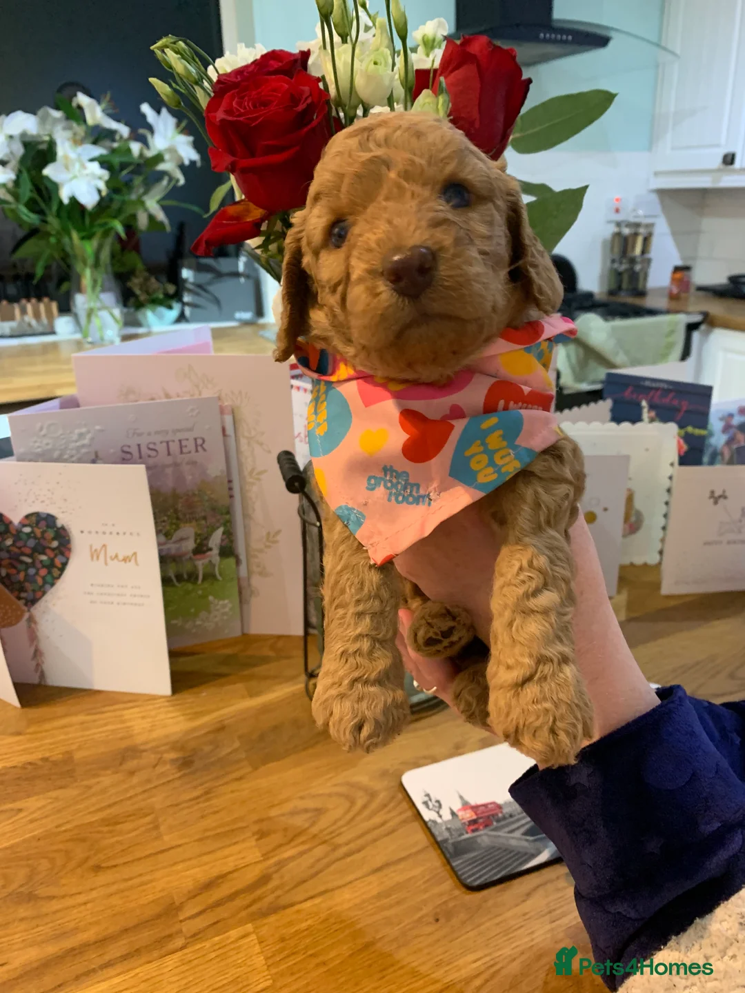 Labradoodle dogs for stud: Gorgeous blue Merle labradoodle stud in Swadlincote - Advert 20