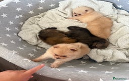 Pomeranian dogs for sale: ** Pomeranian Puppies 🐶🤍🐻🤎 - Image 11