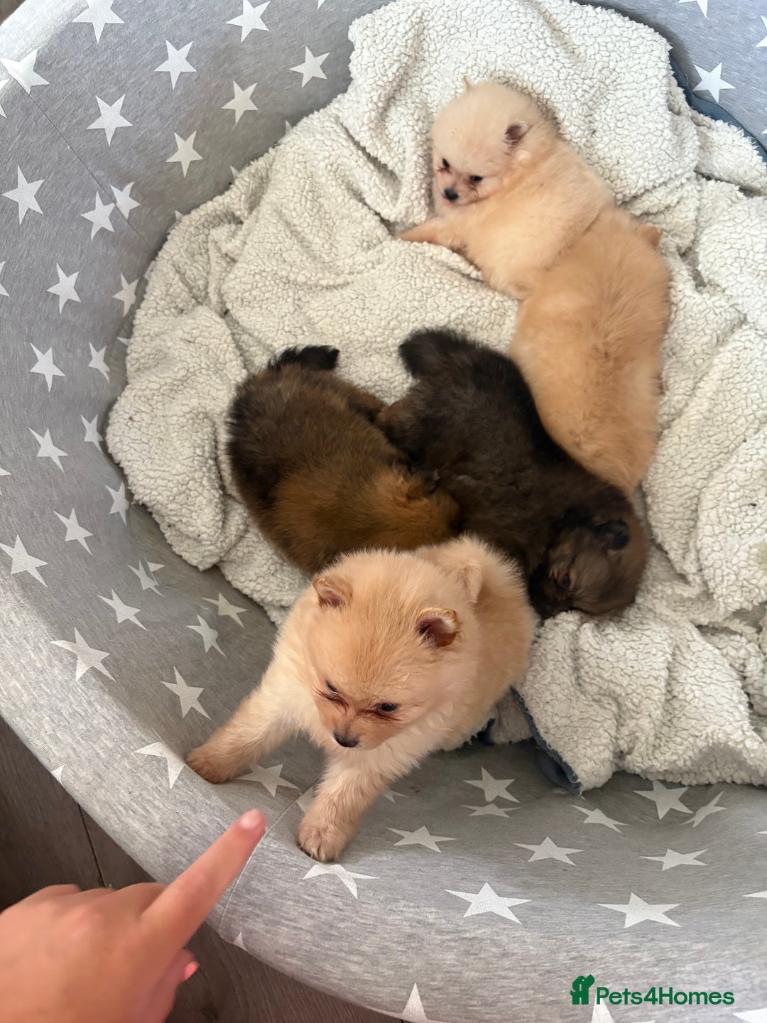 Pomeranian dogs for sale: ** Pomeranian Puppies 🐶🤍🐻🤎 - Image 11