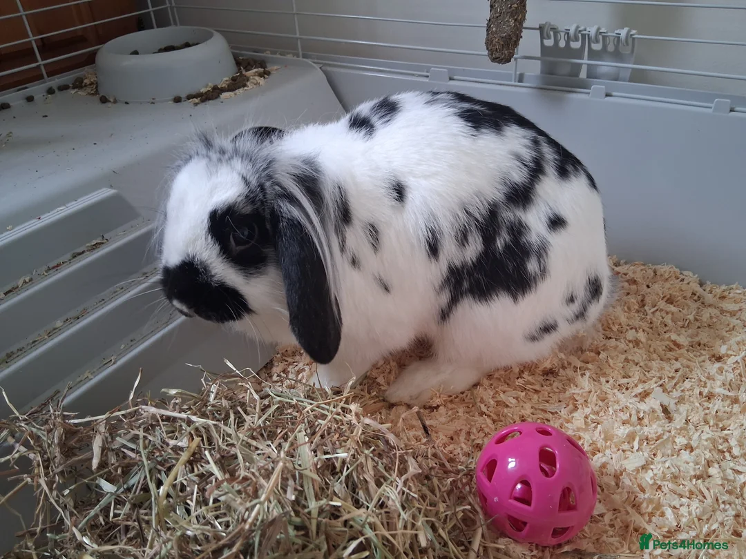 Mixed Breed rabbits for sale: Mini lop/ Lionhead  - Advert 1