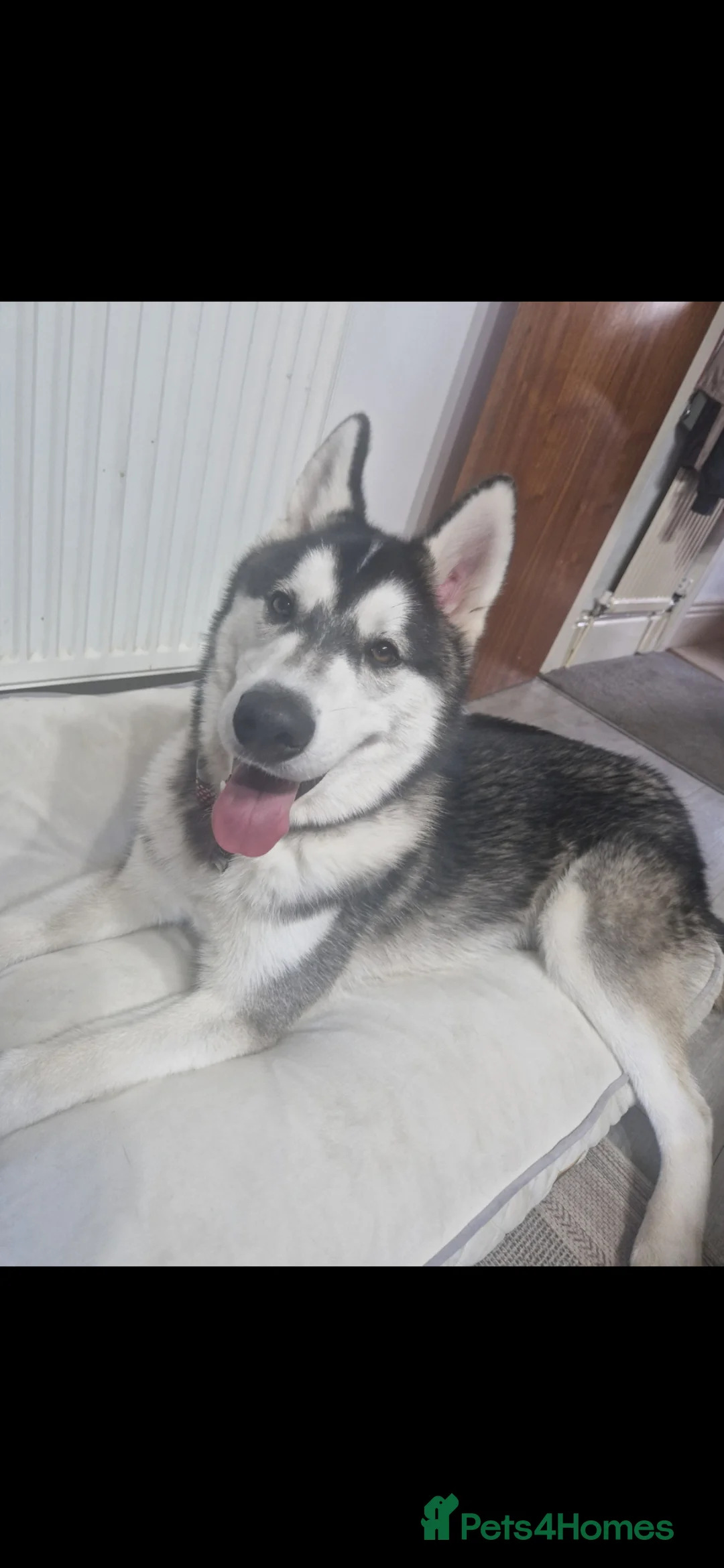Siberian Husky dogs for sale: 8 month old Husky in Sheffield - Advert 4
