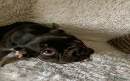 French Bulldog dogs for sale: Chocolate French Bulldog Puppy  - Image 2