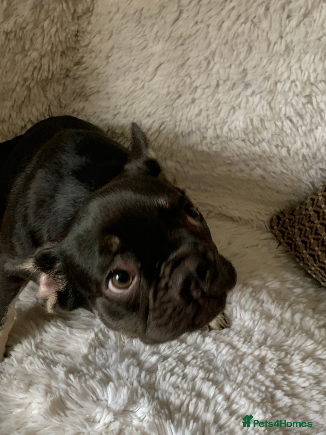 French Bulldog dogs for sale: Chocolate French Bulldog Puppy  - Image 2