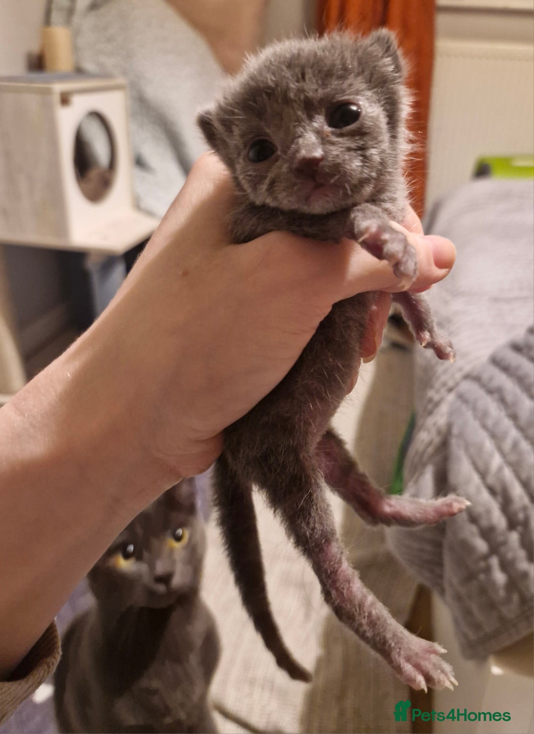 Mixed Breed cats for sale: Purrfect Rare Elf Eared Fur Babies Ready - Advert 8