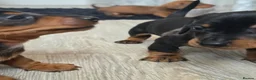 Miniature Dachshund dogs for sale: Miniature daschound REDUCED ££650££ - Advert 17