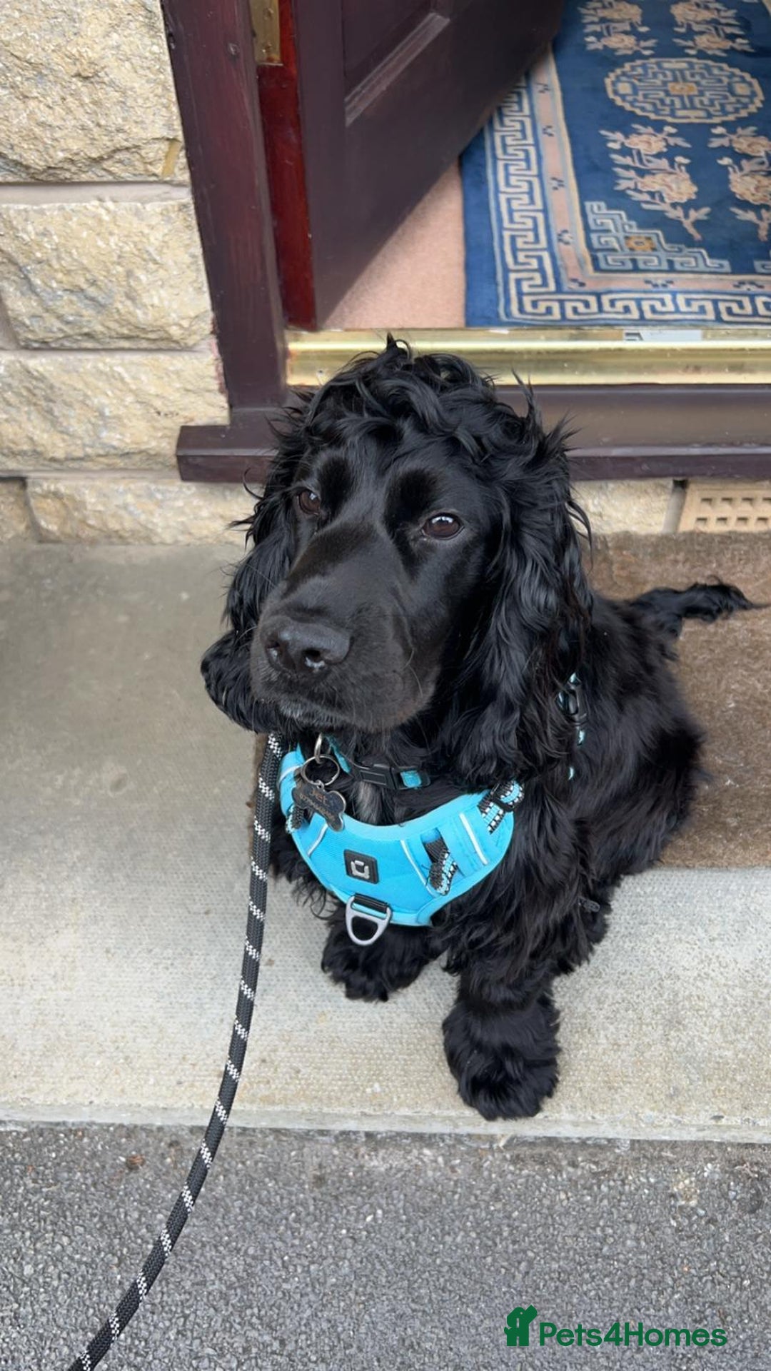 Cocker Spaniel dogs for sale: 2 cocker spaniel puppies left - Advert 8