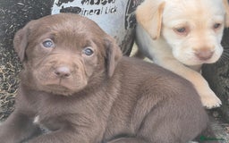 Springador dogs for sale: Springador Puppies - Image 5