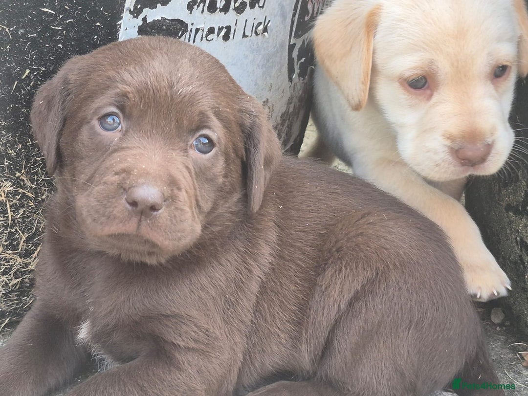 Springador dogs for sale: Springador Puppies - Image 5