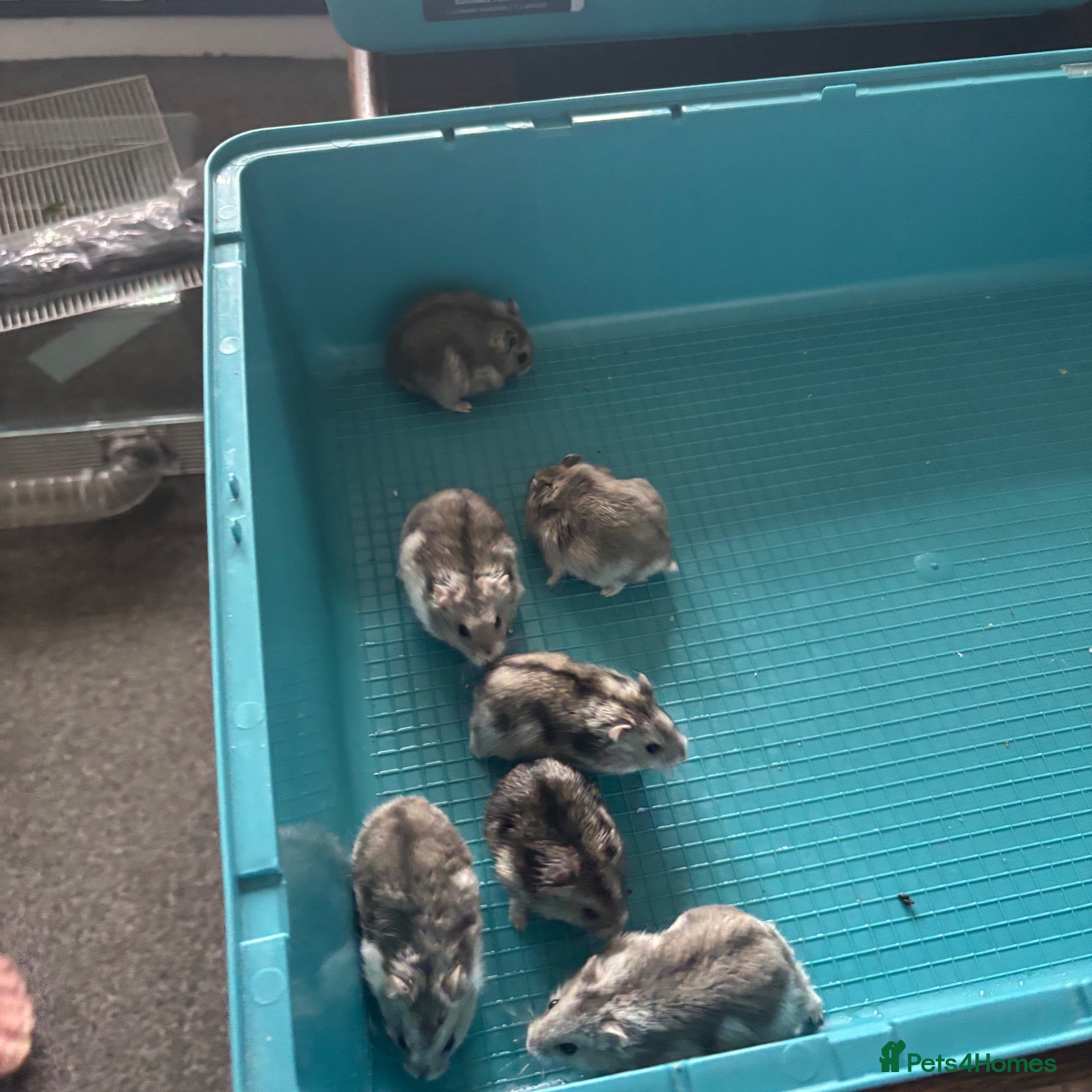 Hamster rodents Male and female dwarf Syrian hamsters  - Advert 1
