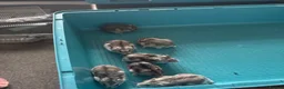 Hamster rodents for sale: Male and female dwarf Syrian hamsters  in Cardiff - Advert 1