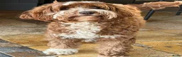Australian Labradoodle dogs for sale: Genuine Australian Labradoodles - Advert 6