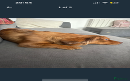 Mixed Breed dogs for sale: Bear  - Image 1