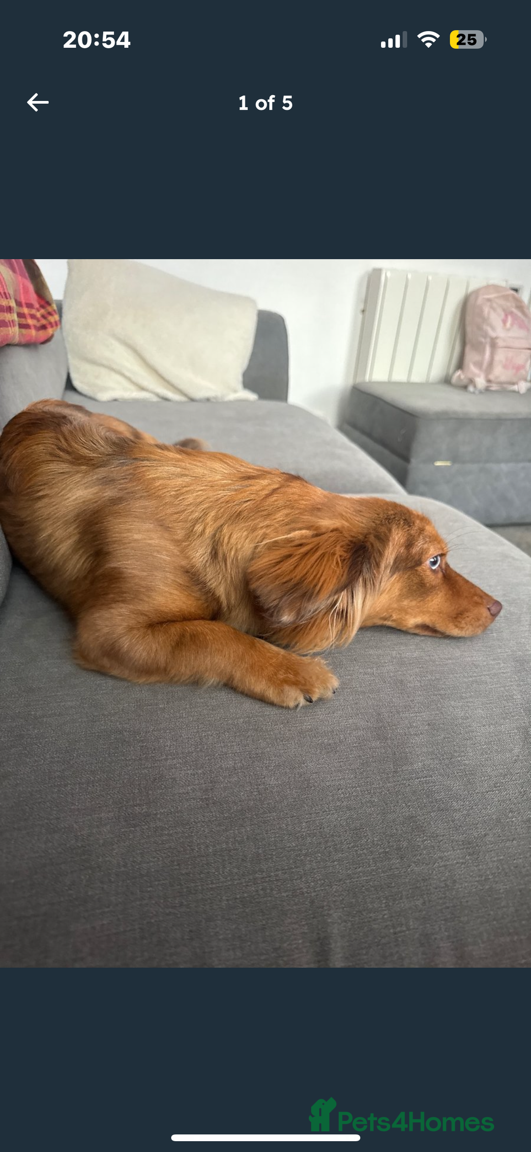 Mixed Breed dogs for sale: Bear  - Image 1