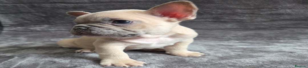 French Bulldog Puppy 2