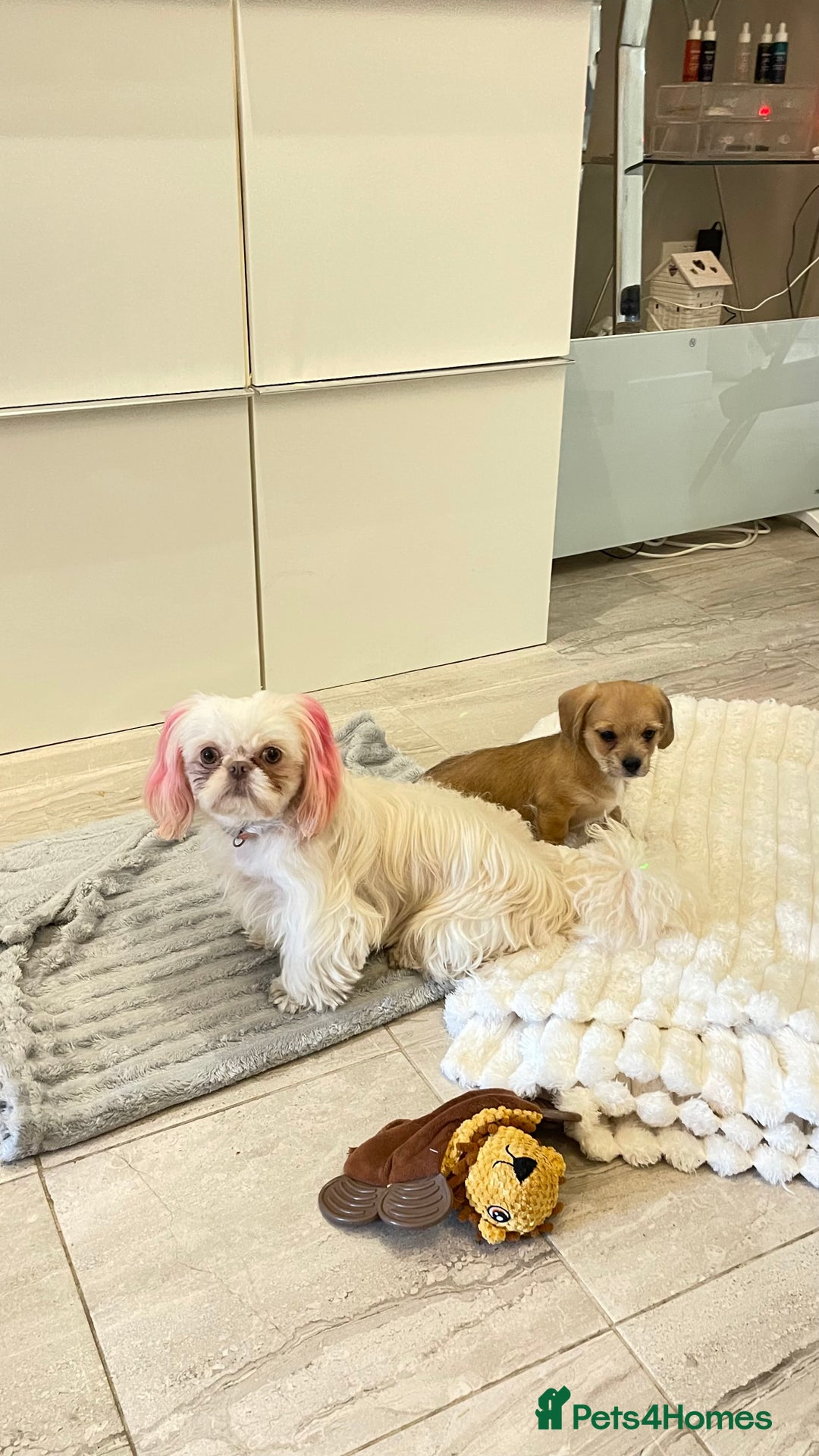 Mixed Breed dogs for sale: SCHWEENIE  .. Just one little boy pup left 🥰 - Image 7