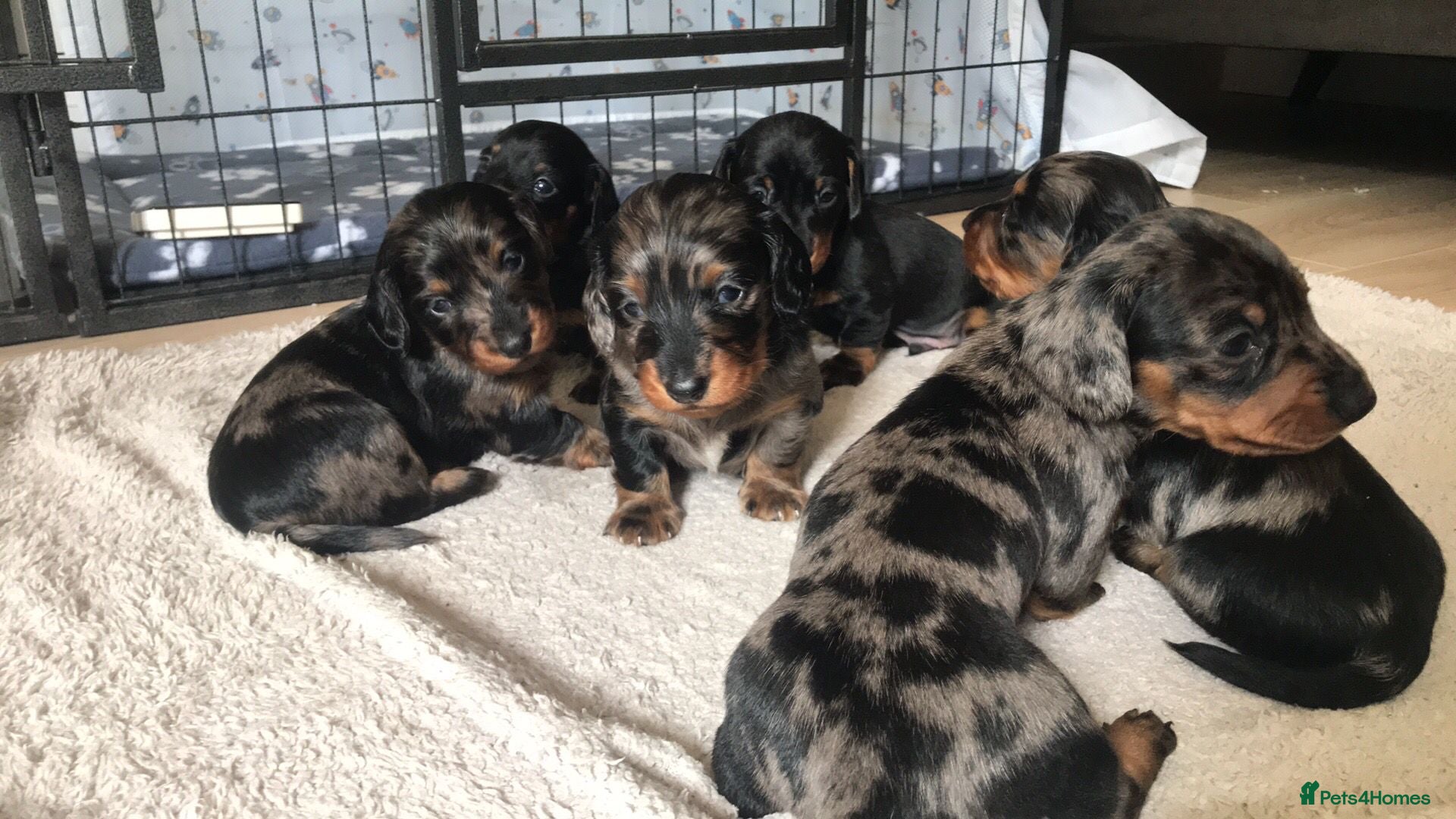 Miniature Dachshund dogs Miniature dachshund - Advert 1