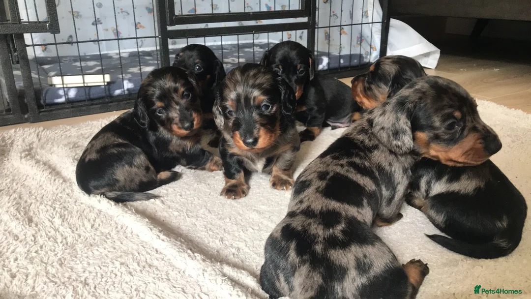 Miniature Dachshund dogs for sale: Miniature dachshund - Advert 1