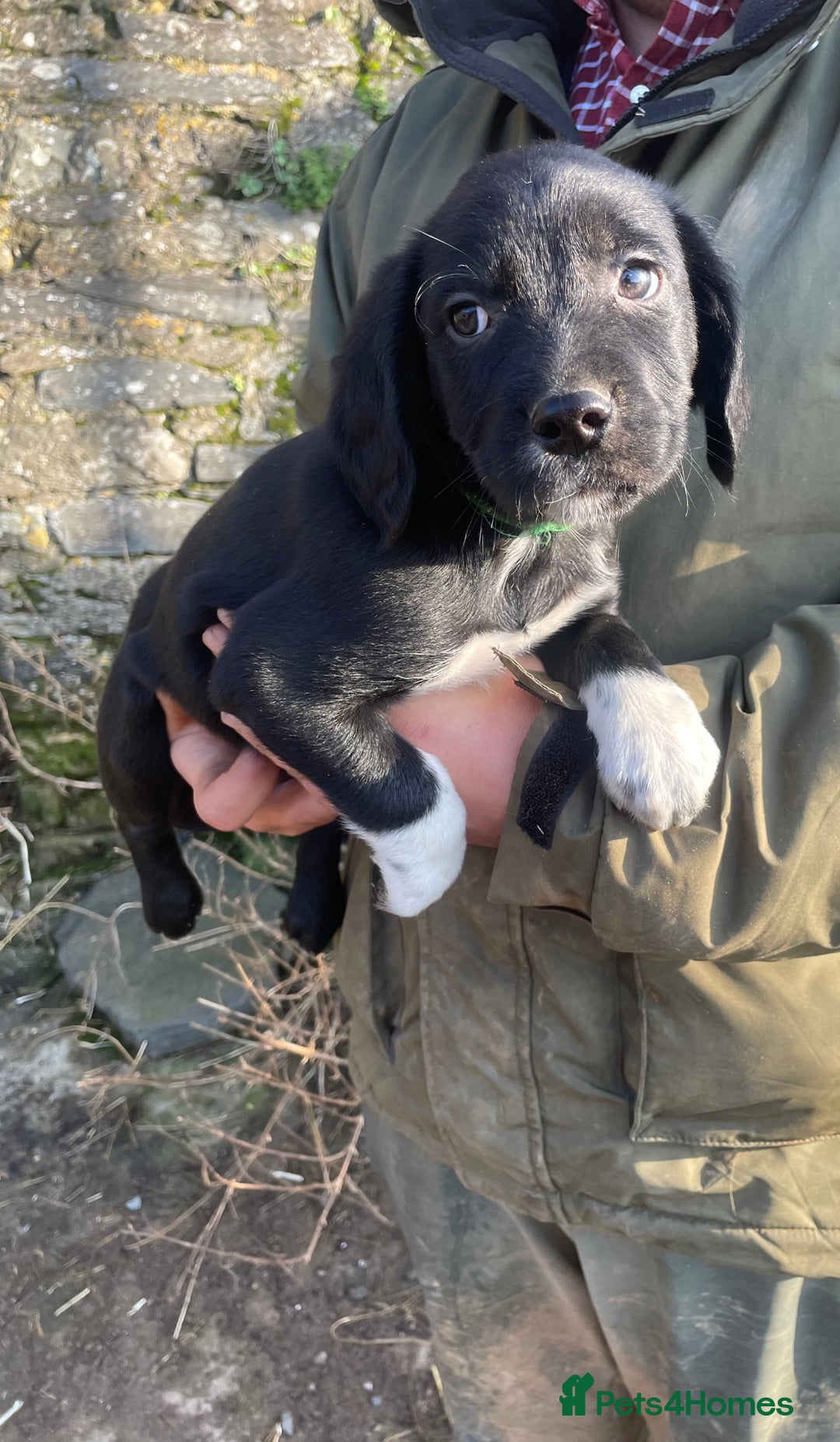 Mixed Breed dogs for sale: Sprollies  - Advert 7