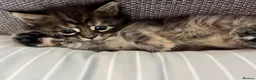 Maine Coon cats for sale: 5 Beautiful half Maine coon kittens  in Aldershot - Advert 22