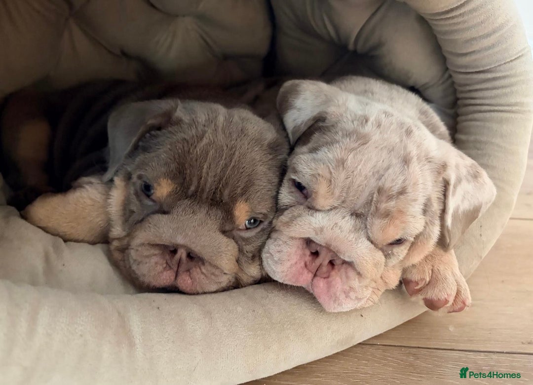 English Bulldog dogs for sale: STUNNING LITTER - Advert 9