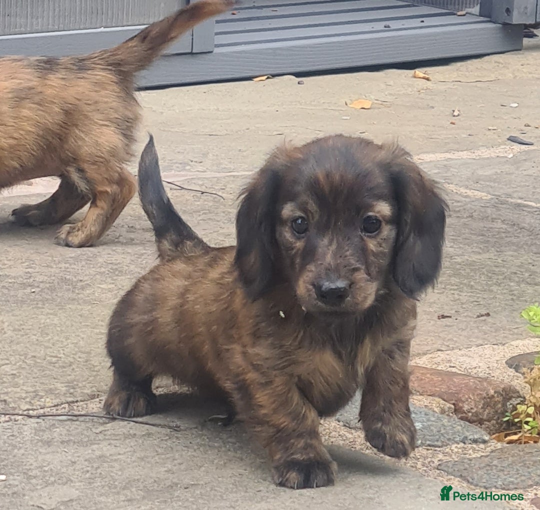 Miniature Dachshund dogs for sale: Miniature Longhaired Dachshund Puppies  - Image 13