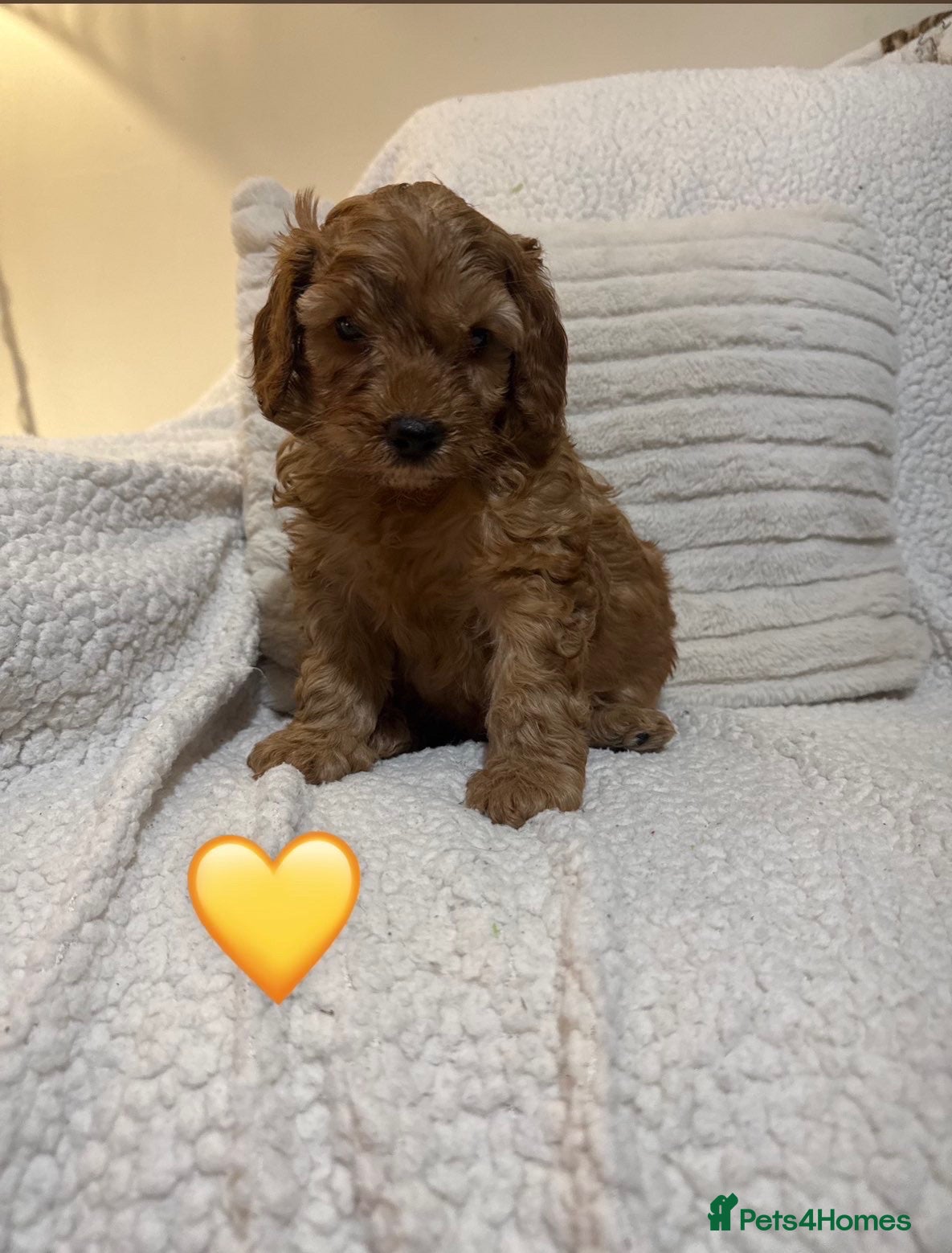 Cockapoo dogs 3 beautiful male F1B cockapoo puppies - Advert 2